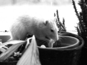 A former roommate who fathered 23 little black & white rats