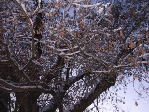2009_ParkJanuari04